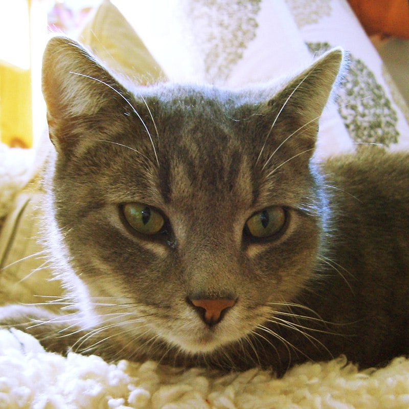 Unsere Katzenpension Tierrettungsdienst Freiburg Hilfswerk Tier und Natur e.V Unsere Katzenpension Tierrettungsdienst Freiburg Hilfswerk Tier und Natur e.V