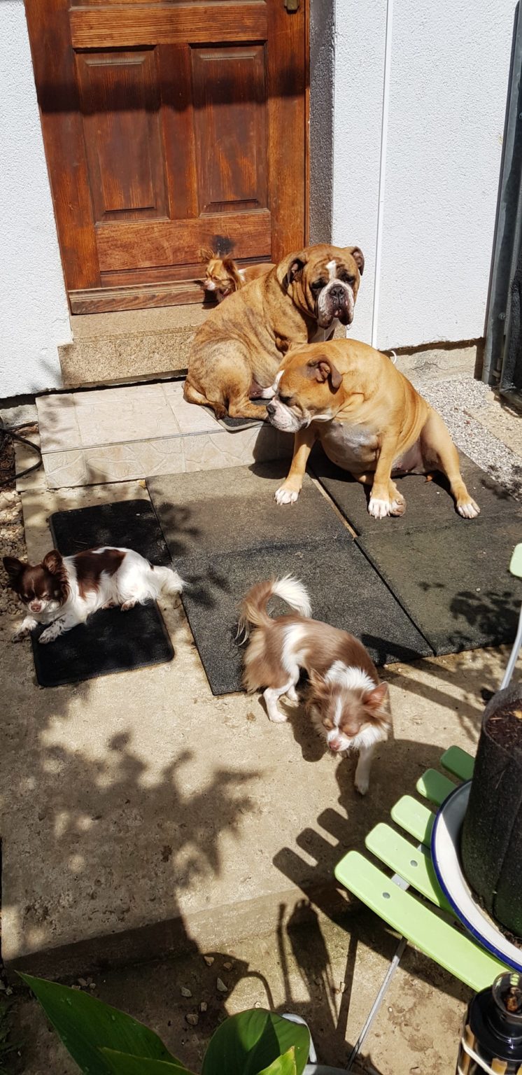 Post von Cloe & Coco Tierrettungsdienst Freiburg Hilfswerk Tier und