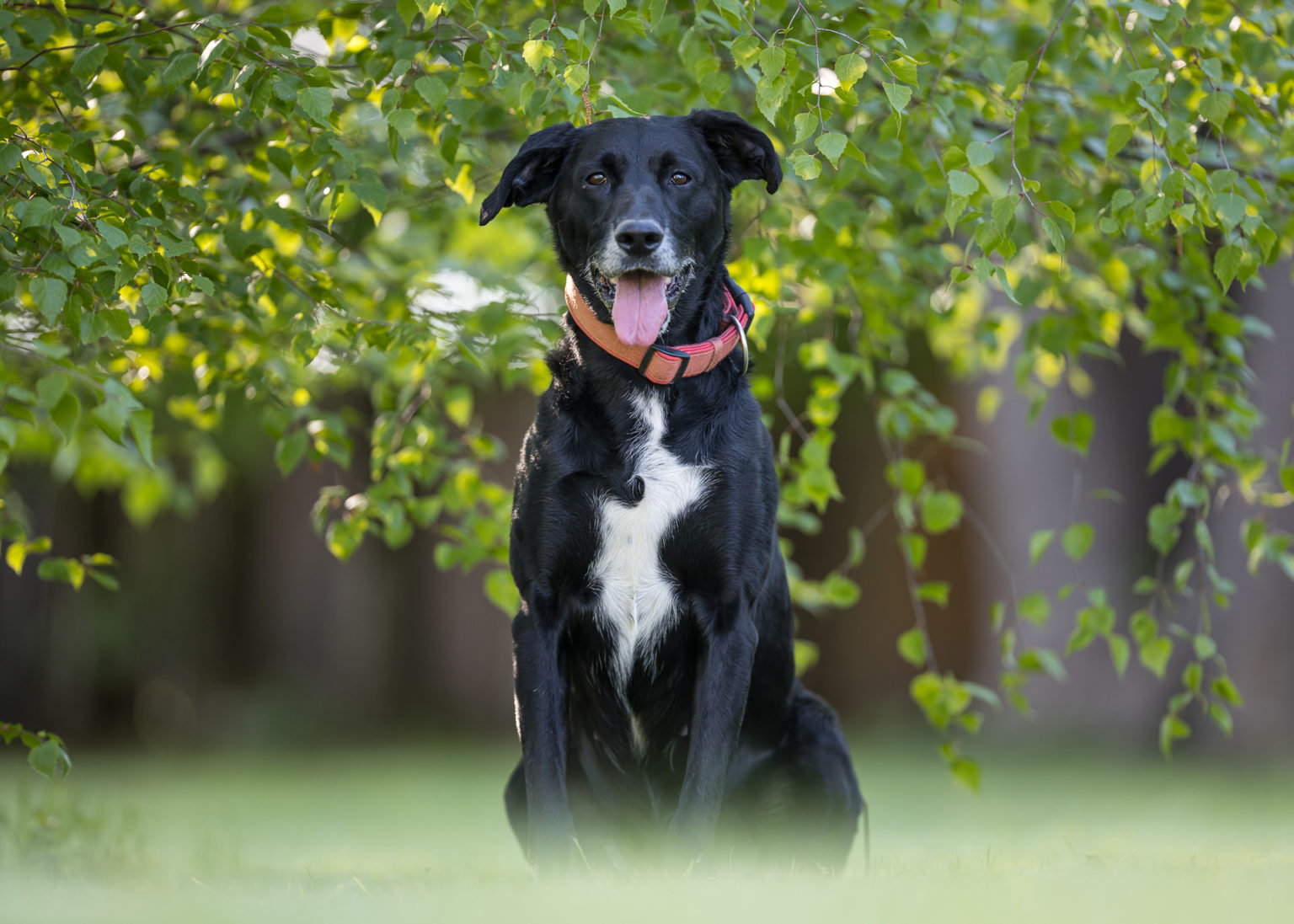 Hunde Tierrettungsdienst Freiburg Hilfswerk Tier und Natur e.V